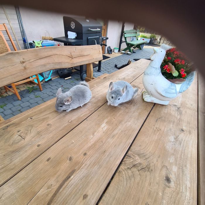 Szynszyle różne kolory