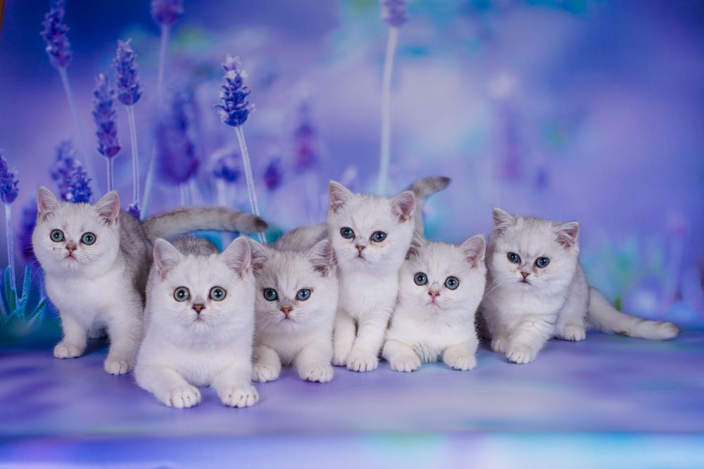 Сріблясті шиншили