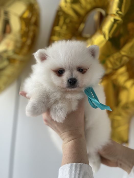 Міні-принци та принцеси Померанські шпіци чекають на свої сімї