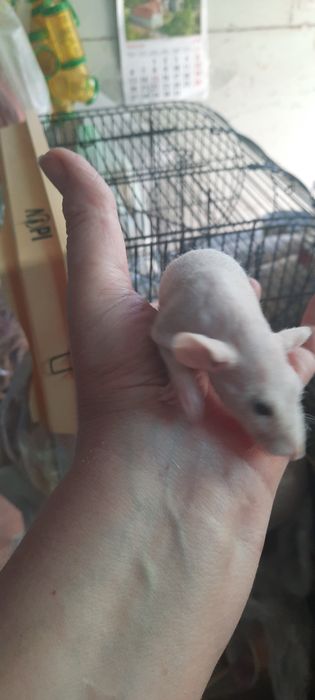 Безшерстна криска сфінкс, дівчинка, щурик