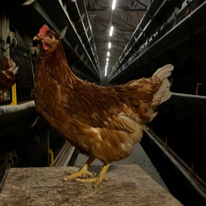 NIOSKI młode od Hodowcy ! Kury zdrowe z jajkiem ! PROMOCJA ! Zapraszam