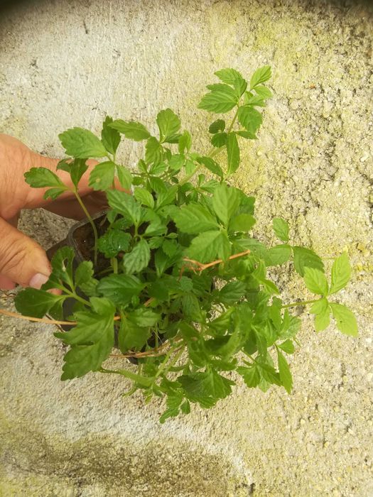 Jiaogulan, Erva da Imortalidade - Gynostemma pentaphyllum