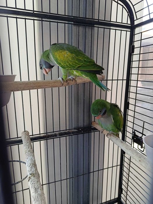 papagaios derbianas