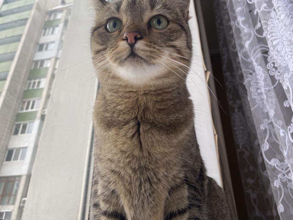 Віддам ласкаву кішечку в гарні руки