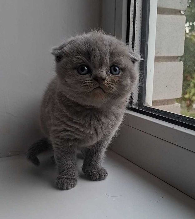 Кошенята шотландські