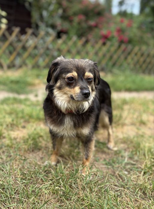 Mała suczka do adopcji!