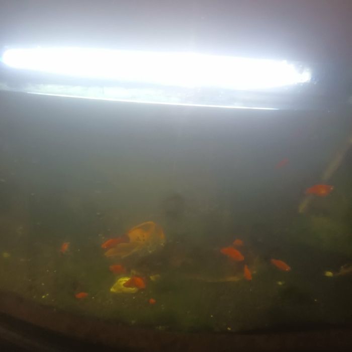 Aquário de Peixes