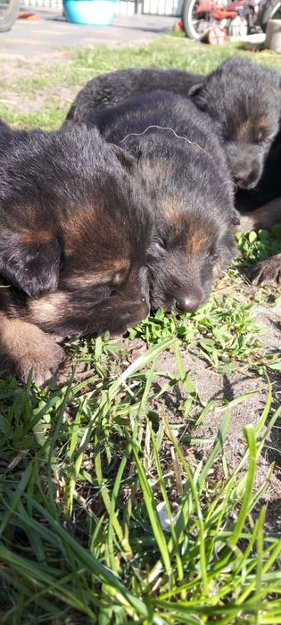 Німецька вівчарка