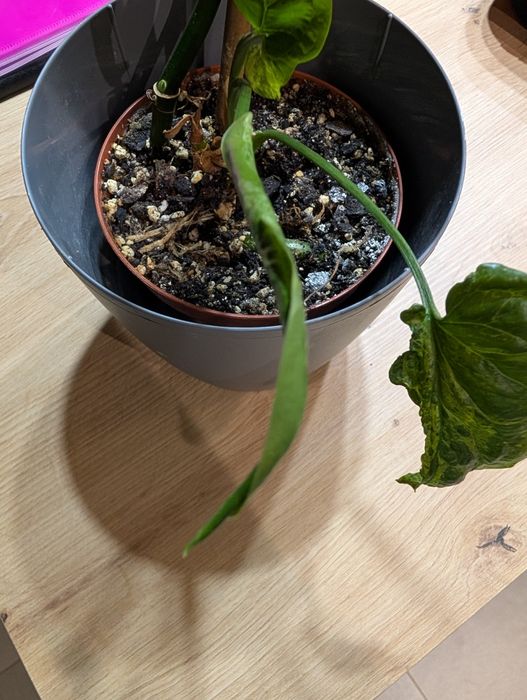 Muda Singônio Syngonium  Mottled MOJITO