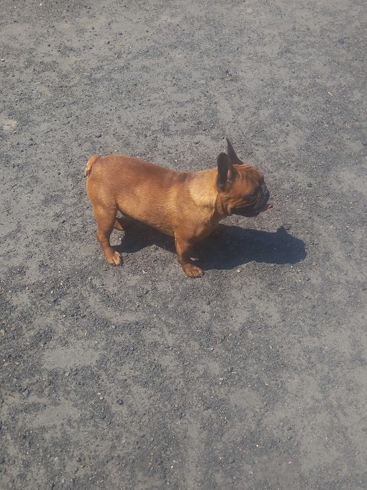 Buldog francuski piesek