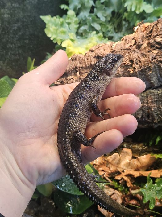 Jaszczurka wodna - Tropidophorus baconi, prawdopodobne trio