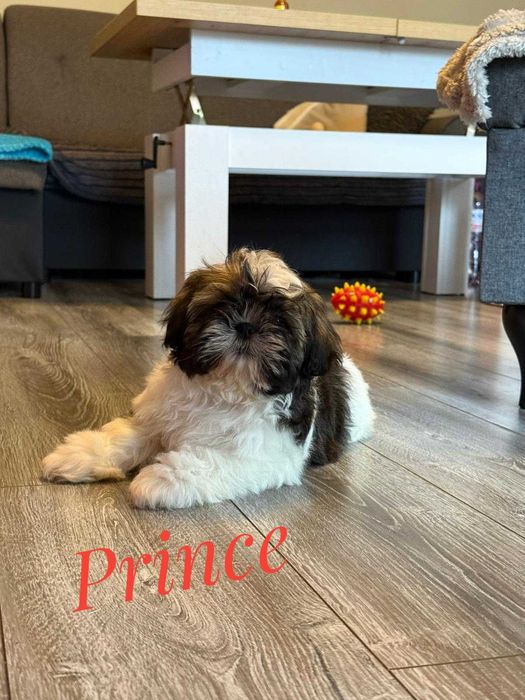 Shih Tzu - chłopczyk , cudny Prince