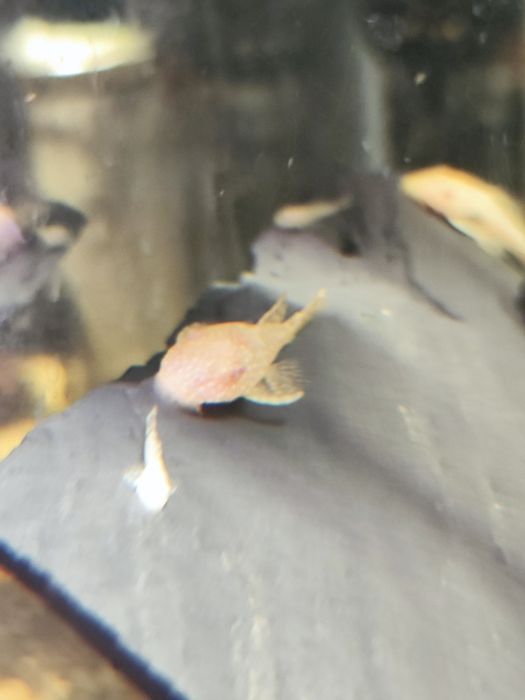 Ancistrus Albino Cream White – Criação Própria