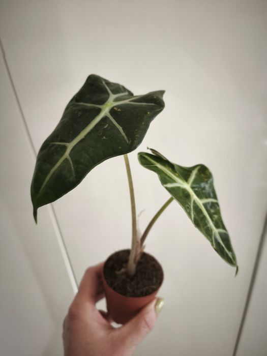 Алоказия Полли .