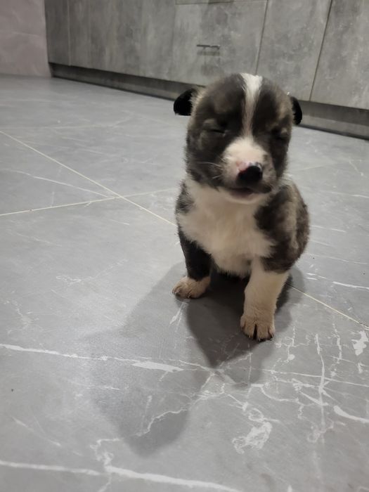 Собачки маленькі