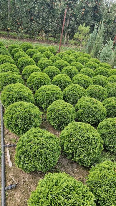 Tuja DANIKA,Thuja Occidentalis DANICA, średnica ok. 50 cm