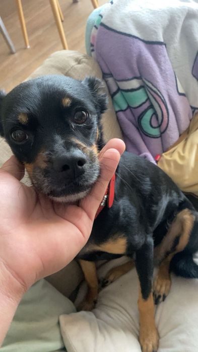 Sunia Tosia szuka domu. Adopcja darmowa