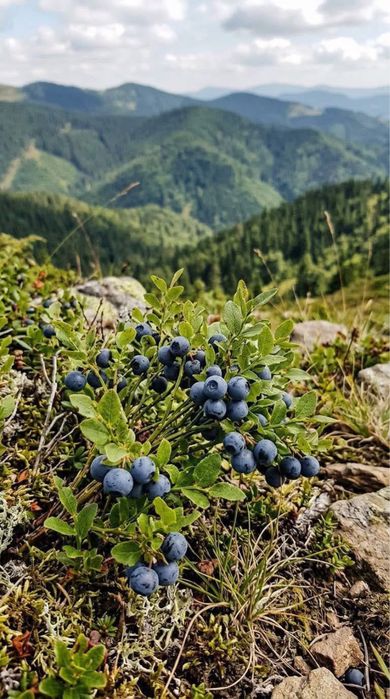 Житло в Карпатах гори Пилипець Синевір