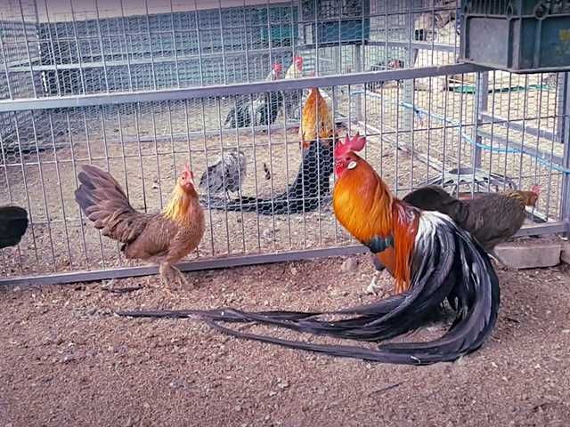 Яйце на інкубацію. Курчат. Фенікс - золото, срібло.