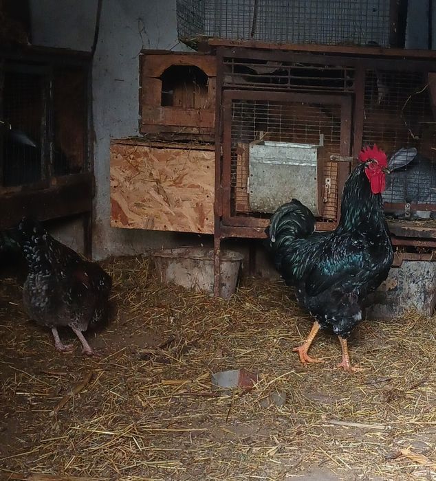 Кури лівенські ситцеві. Курчата .Інкубаційні яйця .