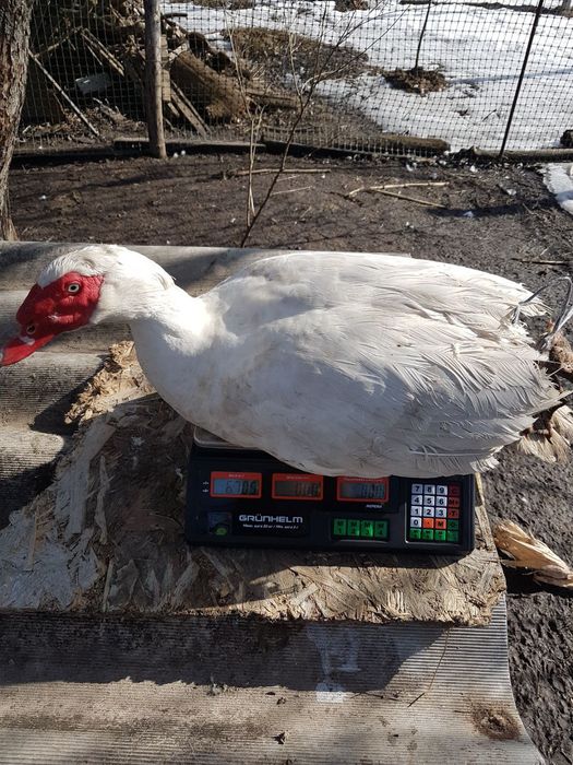 Племенной селезень мускусной утки (индоутки)