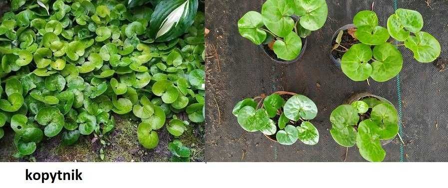 Przywrotnik, kopytnik, miodunka, jasnota plamista, berberys