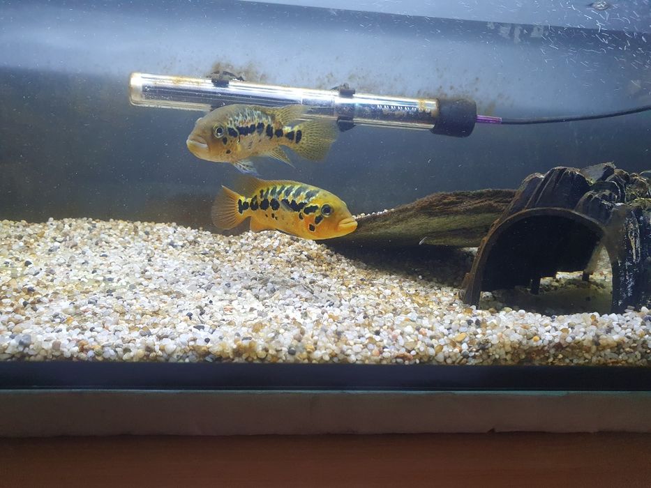 Pielegnice tygrysie para