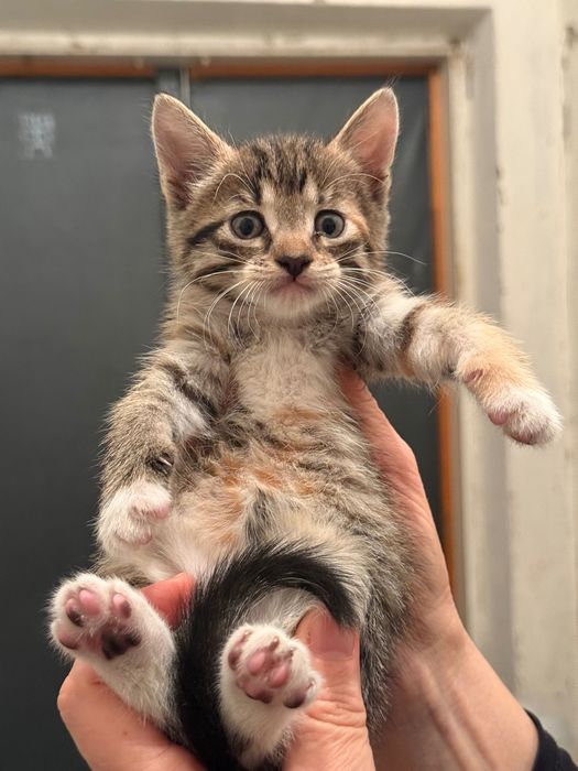 Кошенята 2 місяці,  у добрі руки