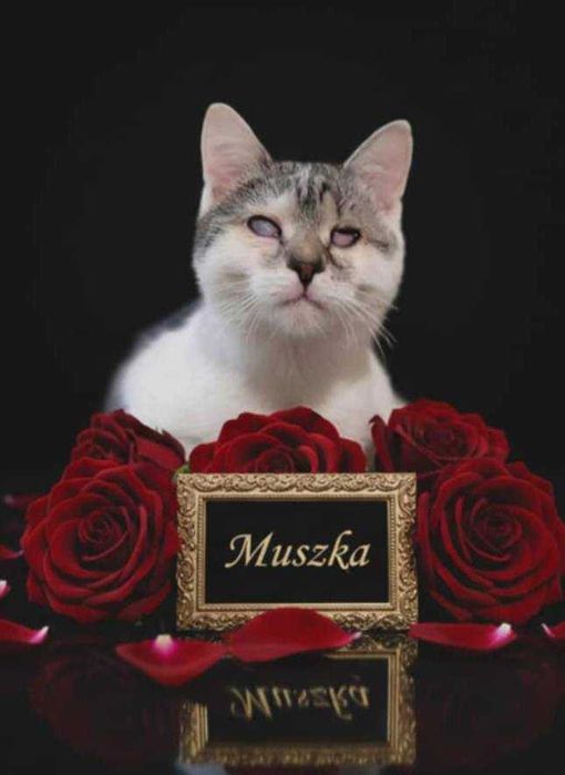 Niedowidząca kotka Muszka