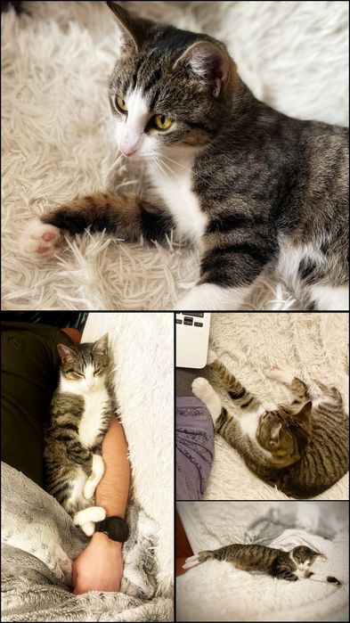 Postrzelony z wiatrówki Maniuś szuka dobrego domu