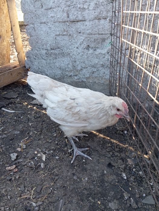 Kogut australop biały