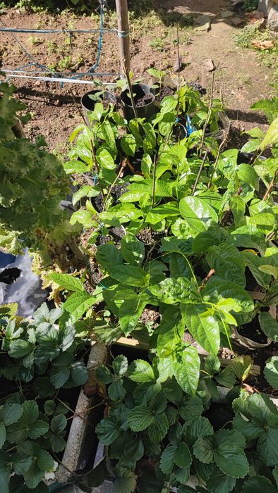 Plantas de maracujá com fruta