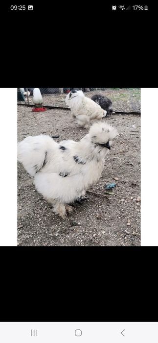 Ovos sedosas do japao muitas cores