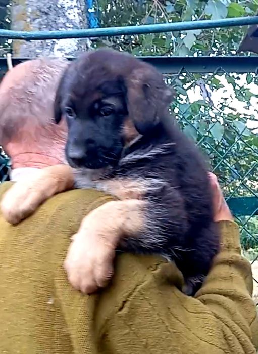 Шикарная девочка 1,5 мес.