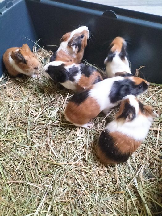 Sprzedam młode świnki morskie