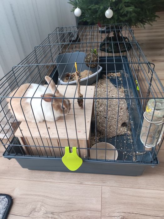 Królik miniaturka + całe wyposażenie dla królika,