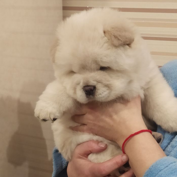 Чау чау,бронювання