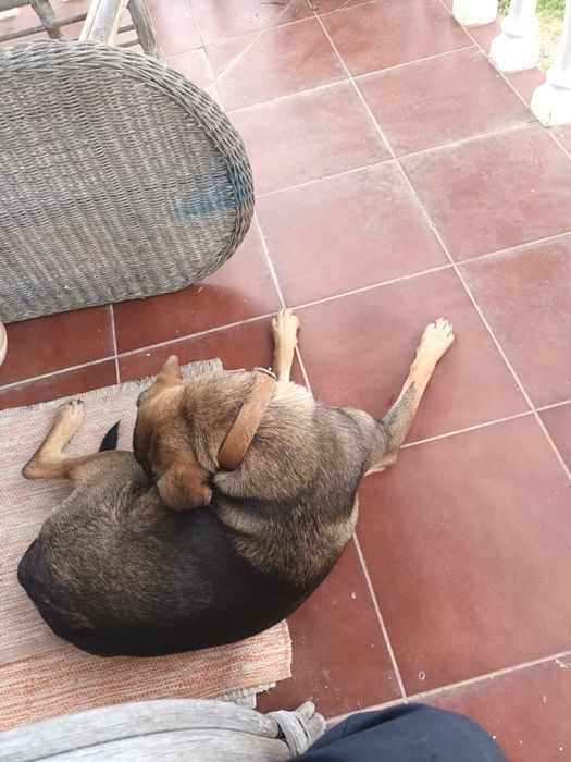 À procura de uma família para a Edith.