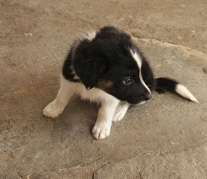 Border collie macho tricolor