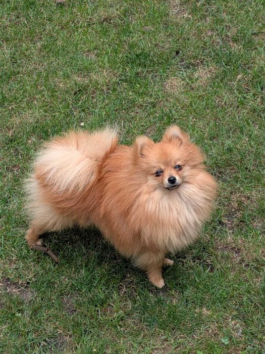 szpic miniaturowy pomeranian