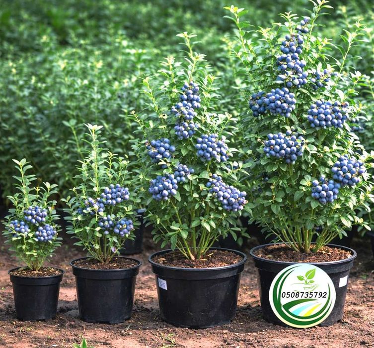 Саджанці лохини (боровки) в горщиках з закритою кореневою системою.