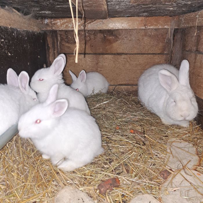 Sprzedam króliki lub zamienię