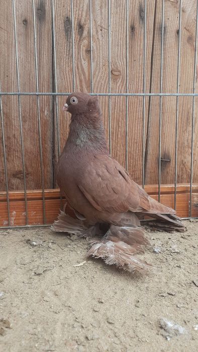 Wywrotki wschodnio pruskie