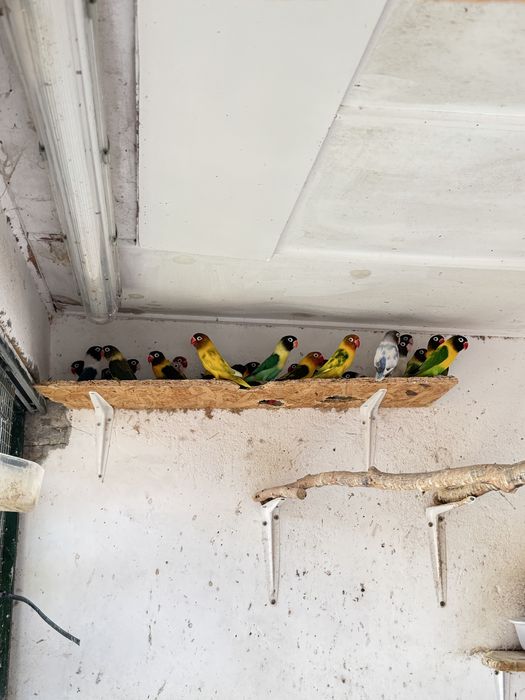 Agapornis Personatas