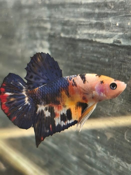 Bojownik // Bojownik