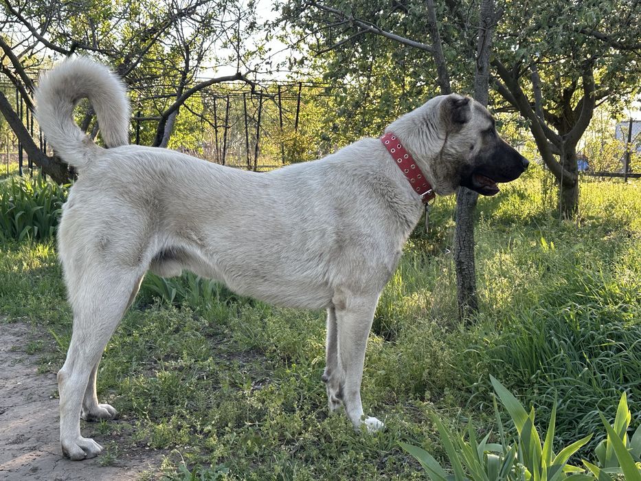 Вязка кобеля Кангала