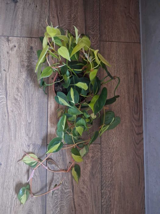 Philodendron scandens 'Brasil' Filodendron pnący