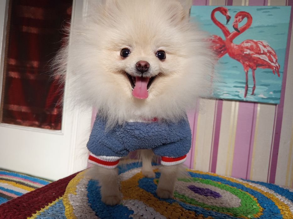 Померанчикі шпіцата