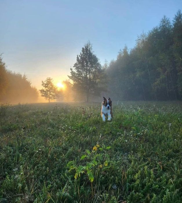 Sprzedam działkę budowlaną 1500m2 gm. Tarczyn w Świętochowie, mpzp