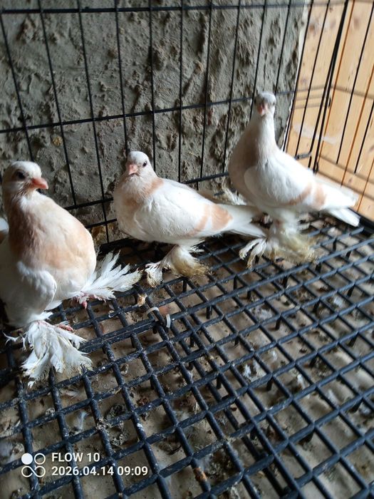 Blauwindry z26 młode